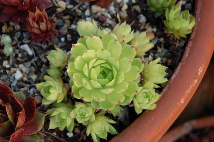 Sempervivum Dachwurz Hauswurz